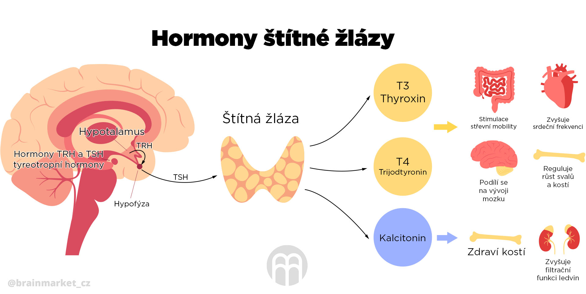 hormony_stitne_zlazy_infografika_brainmarket_CZ